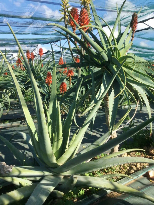 aloe arborescens teonatura