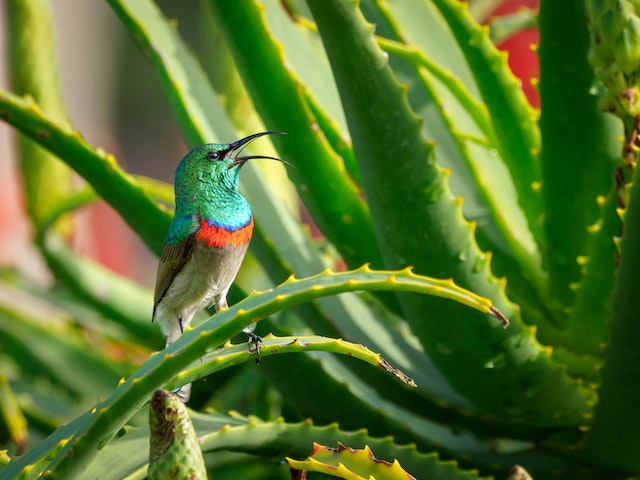 aloe arborescens