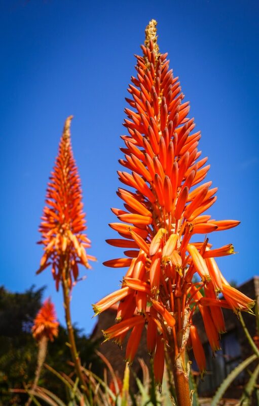 aloe arborescens